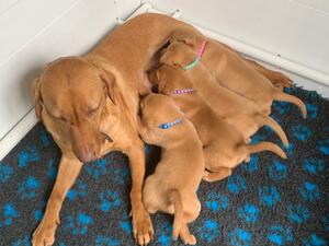 Maya with her pups