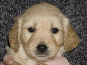 Rudolph head at 6.5 weeks