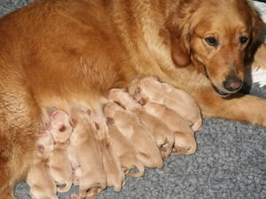 Daisy with puppies on first morning