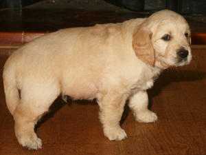 Apollo at 6 weeks