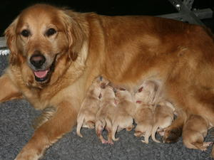 Elsa and puppies one day old
