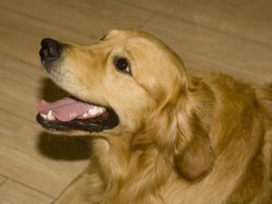 A handsome male dog we have bred
