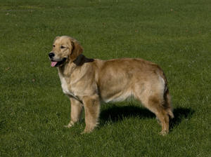 Daisy at 13 months old