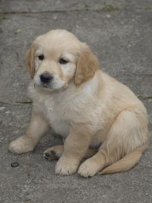 Puppy from previous Yorkbeach litter