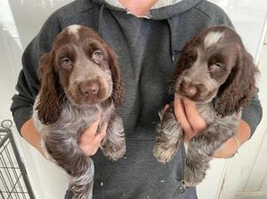 Chocolate roan girls