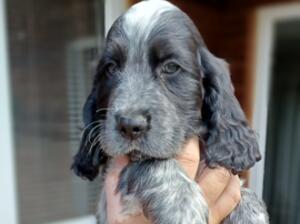 Blue roan boy