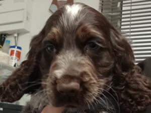 Chocolate roan boy