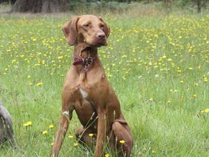 Lorn (silvestre click My Heels with Carnlochan)