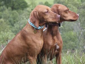 Lorn and Islay Carnlochan Gun Dogs