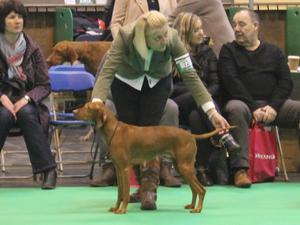 Crufts 2015