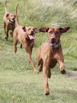 Carnlochan Girls