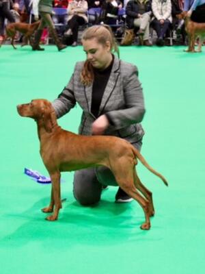 Roo at Crufts