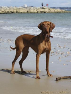 Silvestre click My Heels with Carnlochan