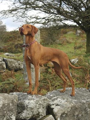 Lorn (Silvestre Click My Heels with CarnLochan
