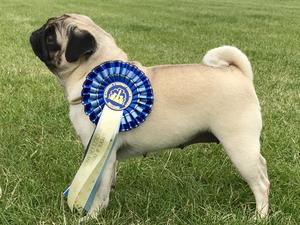 Tigerlily Blackpool Champ Show