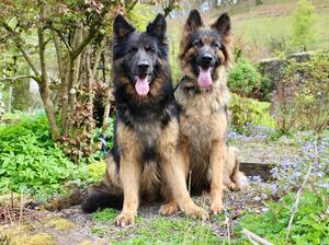 Inca and Cruz