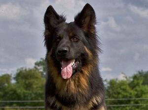 Sire