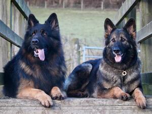 Mocha (r) and Rajah of Rockforce