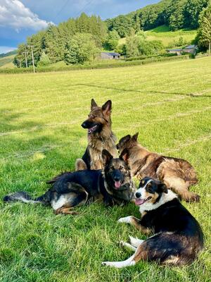 GIRLS (with friend Joe the Sheepdog)