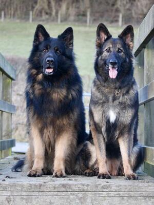 Mocha (r) and Rajah of Rockforce