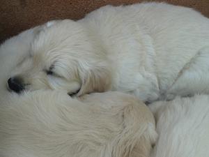 Boy puppy 6 weeks old
