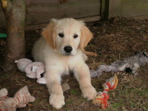 11 weeks hoarding toys