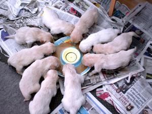 feeding time is busy