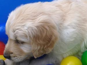 Love the ball pool
