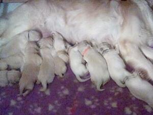 Nell and her beautiful pups