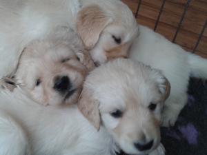 Rosie and Reg's new litter
