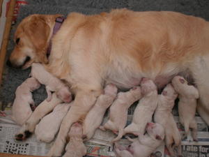 LOTS OF PUPPIES