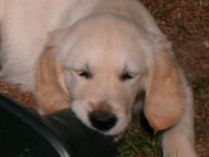 Ten weeks