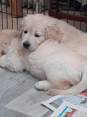 Nells pups