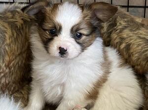 Little boy available