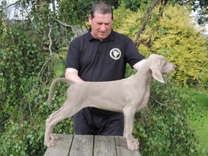 pick dog available