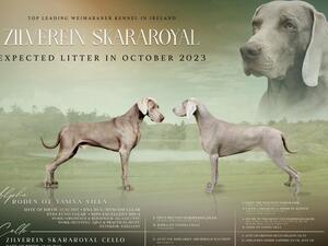 Zilverein Skara Royal litter announcement