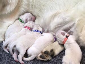 Lillie Puppies