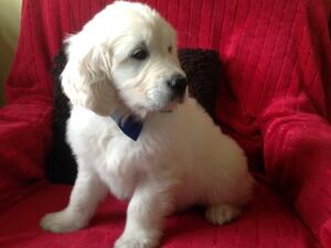 An example of our cream puppies