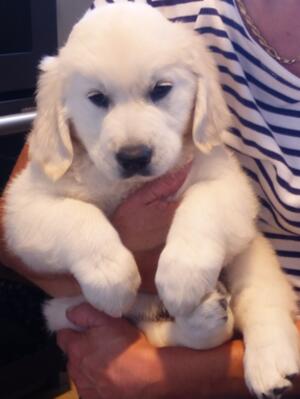 Beautiful light cream golden retriever puppies,