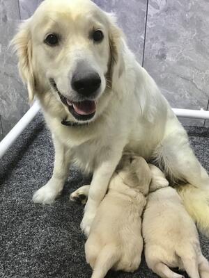 Beautiful cream golden retriever puppies
