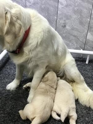 Rose & her puppies