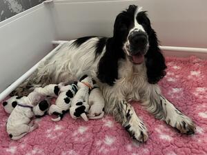 Rosie and pups