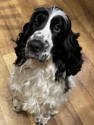 Rosie