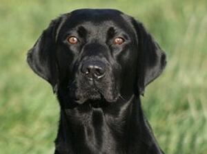 Grandsire Of Sadie