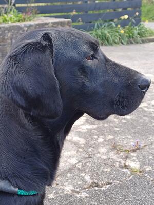 Sadie