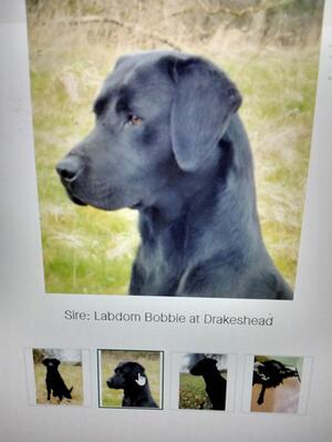 Sire Of Sadie