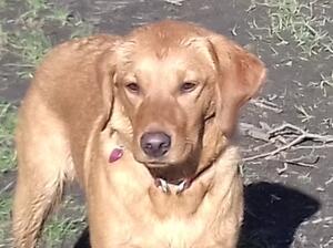 Stevie at 1 yr