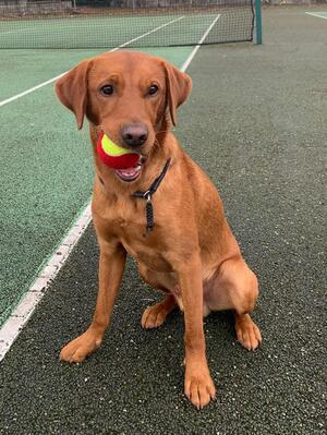 Stoorhoose pups love to play (Chester)