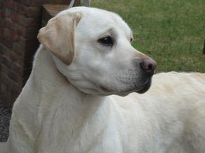 Roslieve Royal Lady
