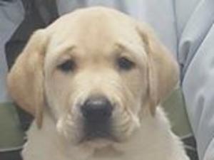 Roslieve Puppies